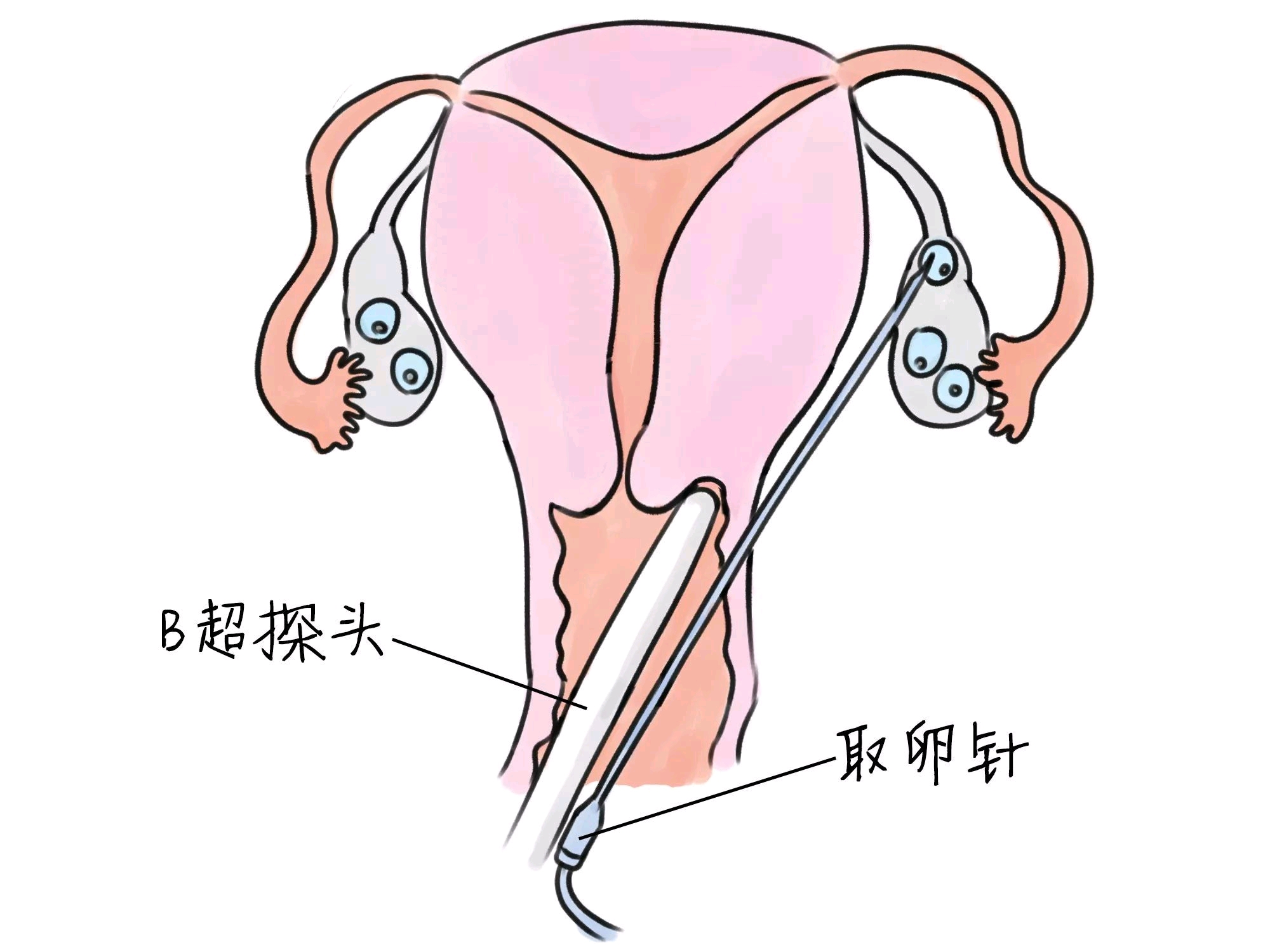 备孕