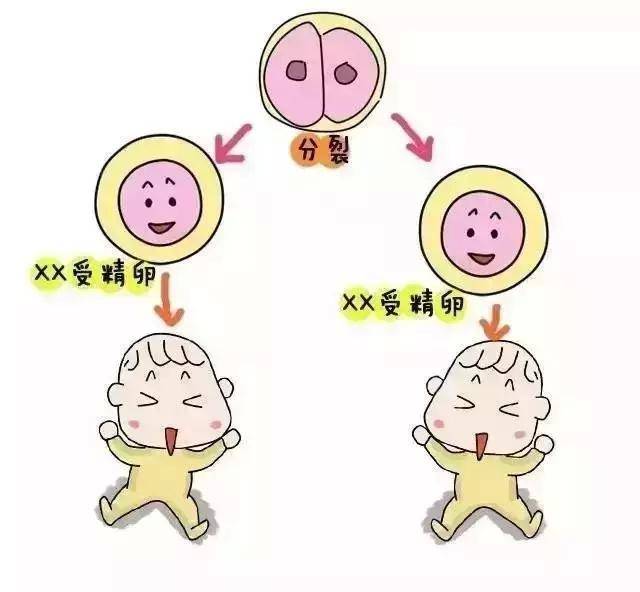 备孕期间