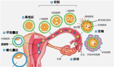 大人肚子胀气