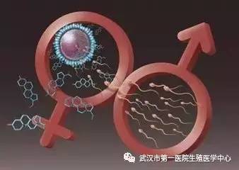 胎儿