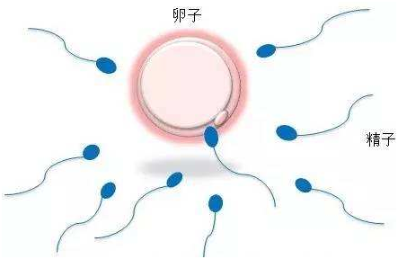 胎心胎芽卵黄囊