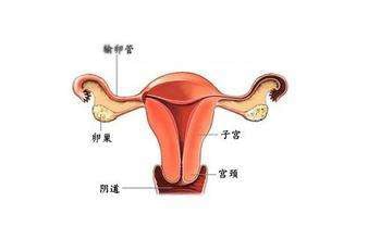 怀孕试纸