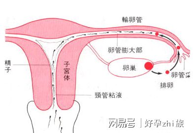 孕前准备