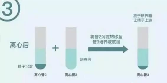 始基子宫