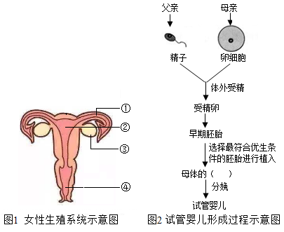 威海捐卵公司