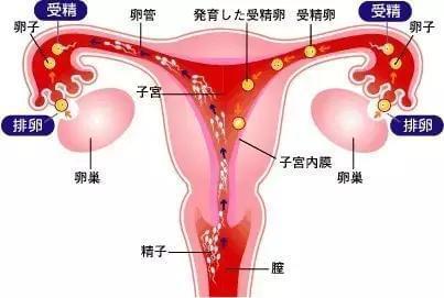 娄底捐卵招聘